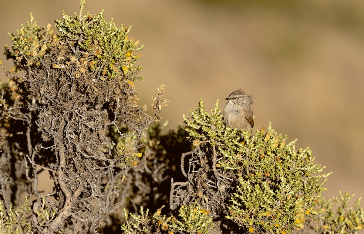 Plain-mantled Tit-Spinetail - Carlos Mariani