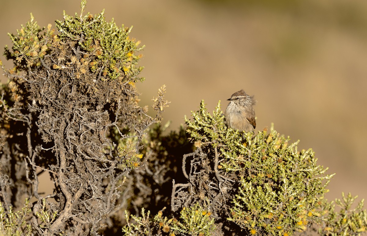 Plain-mantled Tit-Spinetail - ML336690951