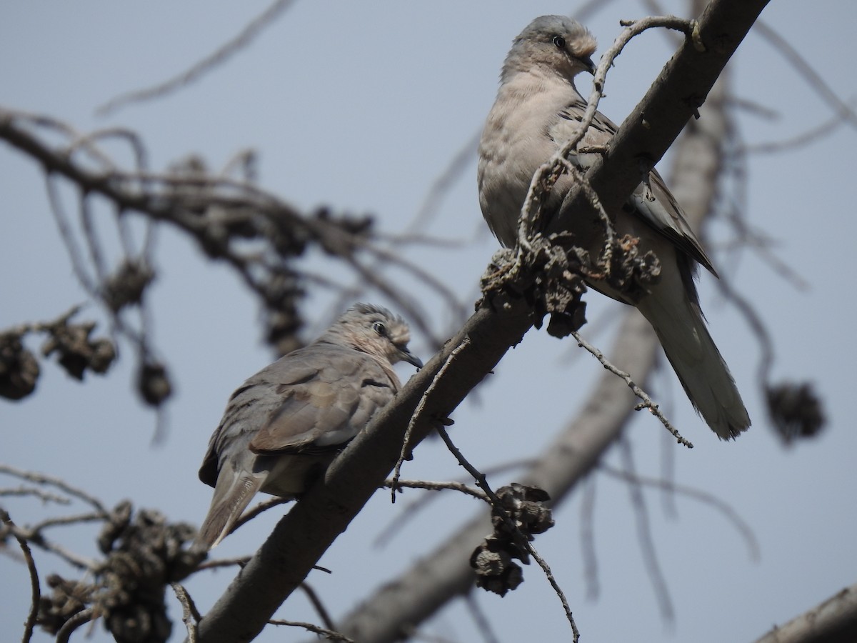 Eared Dove - ML336691191