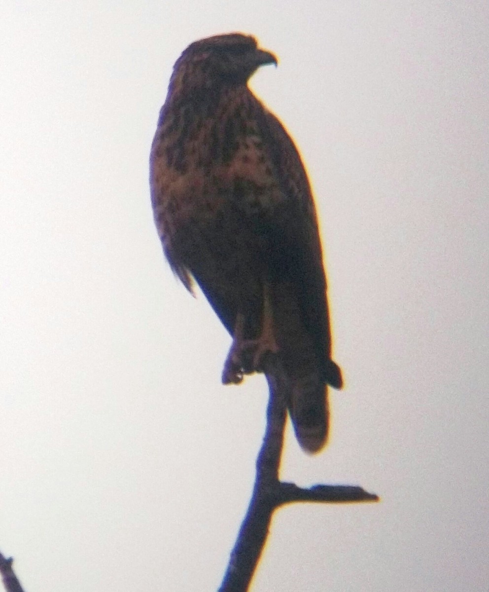 Black-chested Buzzard-Eagle - ML336692211