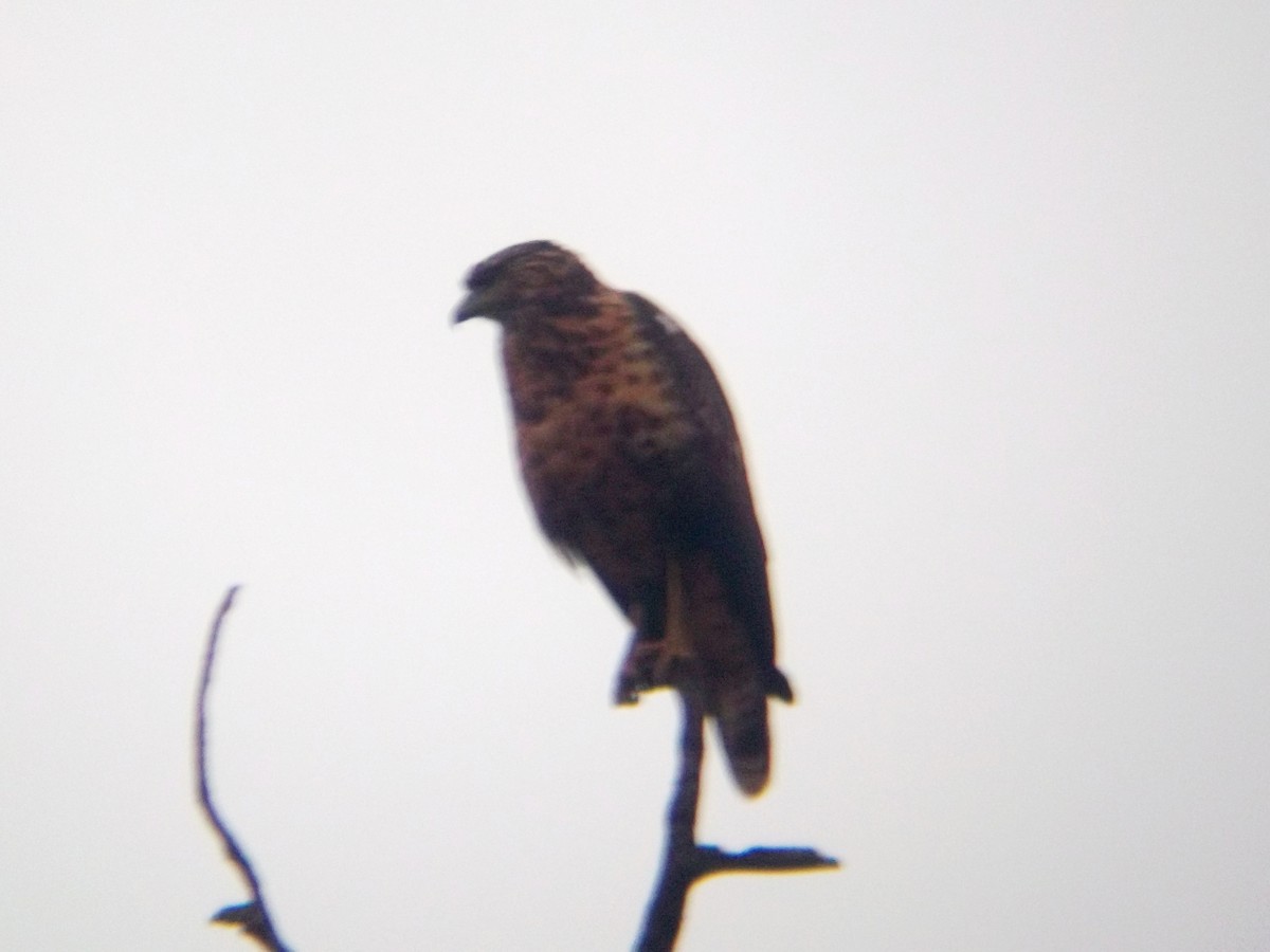 Black-chested Buzzard-Eagle - ML336692441