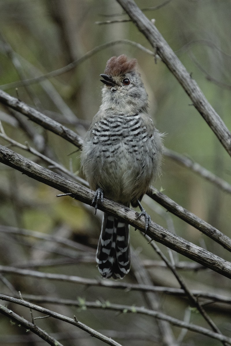 Rufous-capped Antshrike - Carlos Mariani