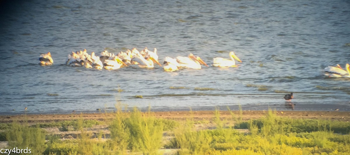 American White Pelican - ML33669341