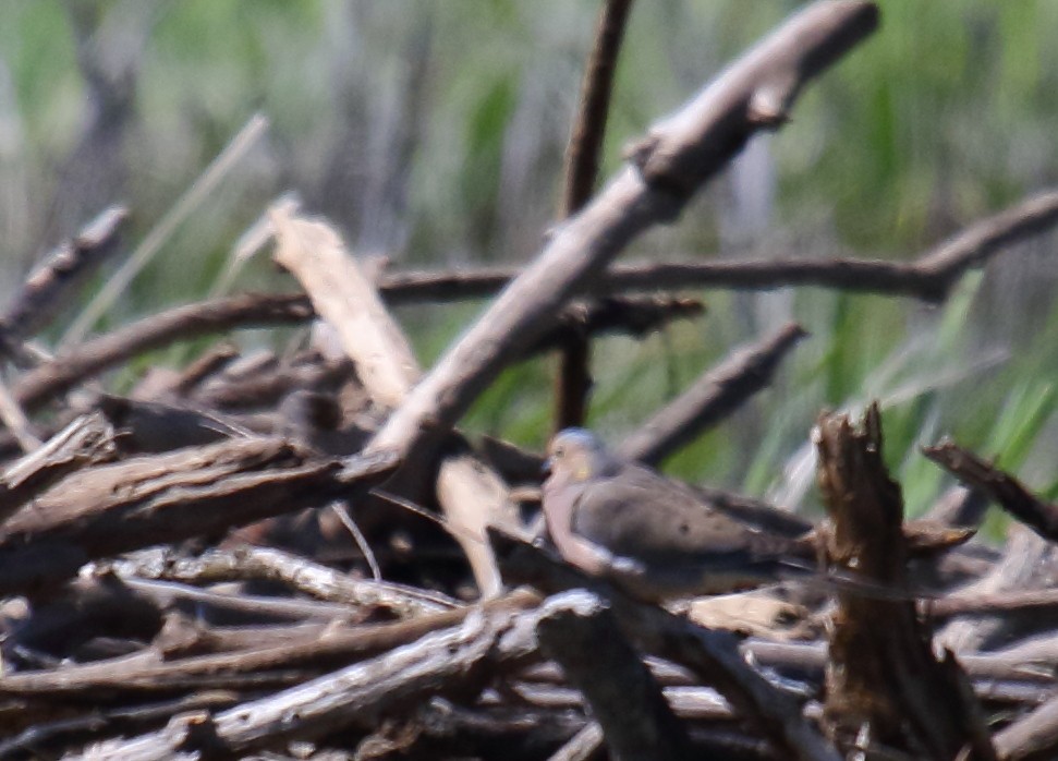 Mourning Dove - ML336693571