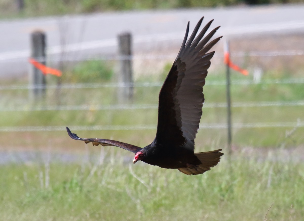 Turkey Vulture - ML336693741