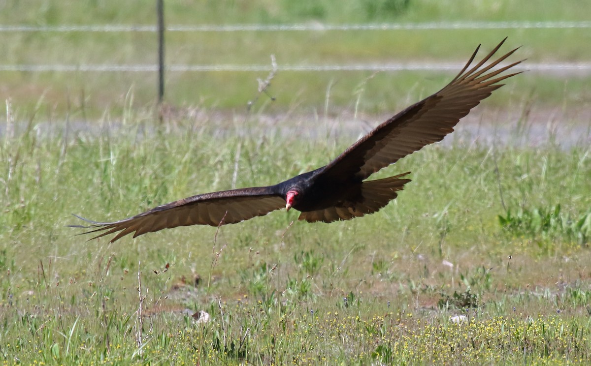 Urubu à tête rouge - ML336693751