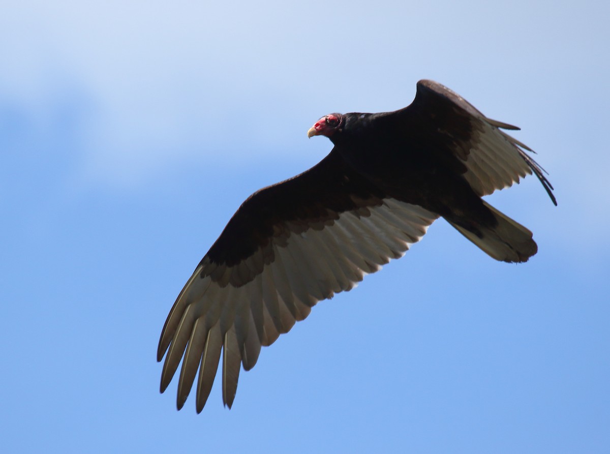 Turkey Vulture - ML336693781