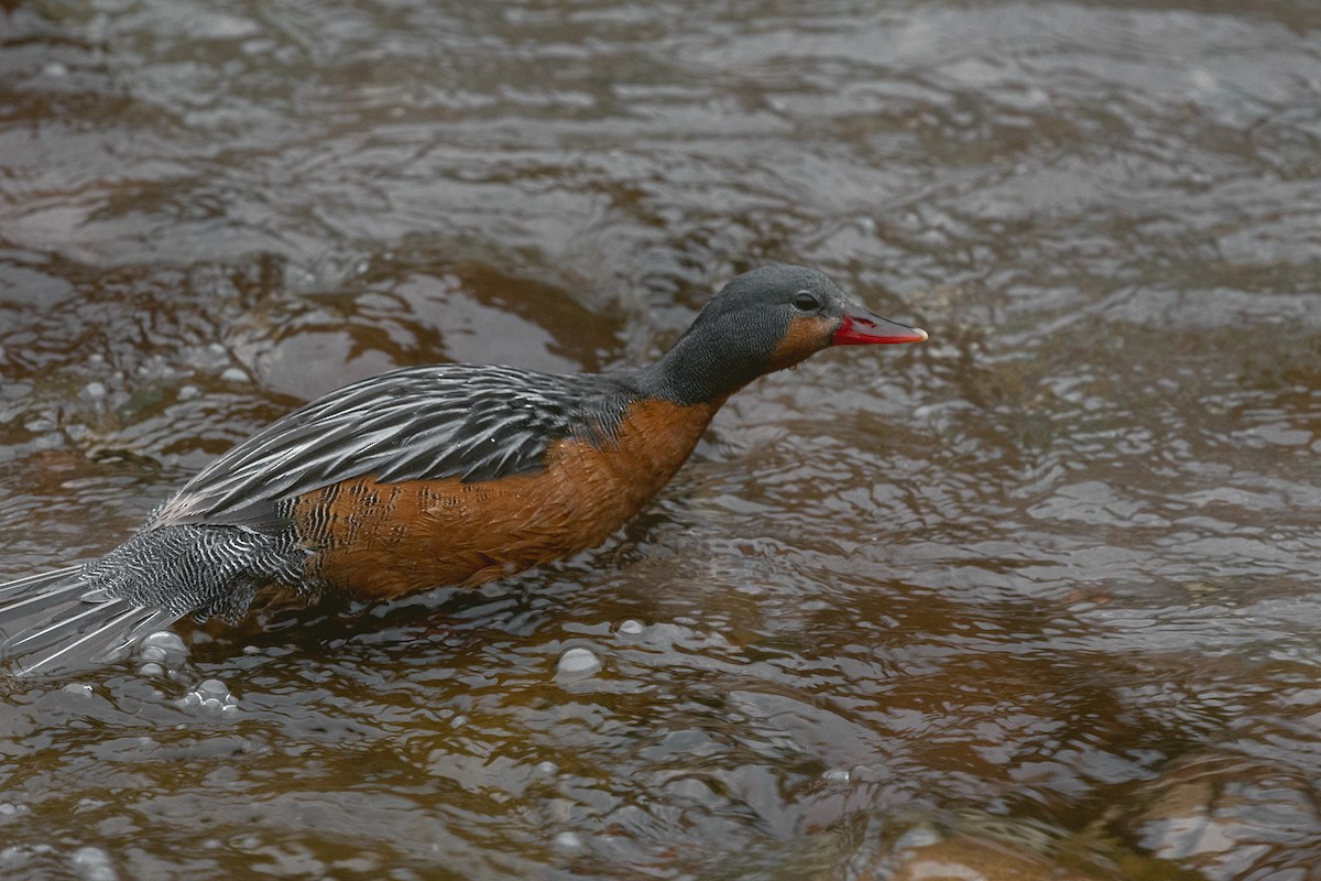 kachna bystřinná - ML336694071