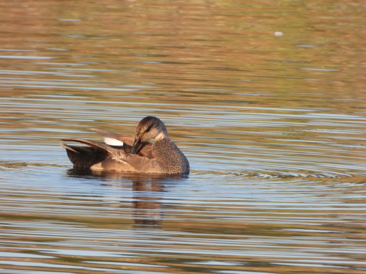 Gadwall - ML336694101