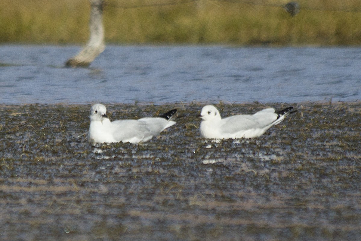 Andean Gull - ML336694131