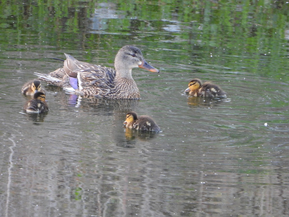 Canard colvert - ML336694141