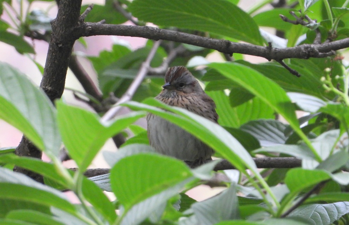 Lincoln's Sparrow - ML336694201