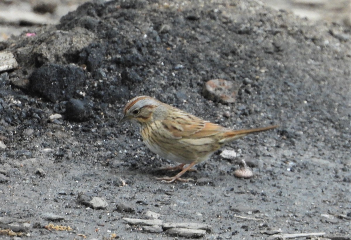 Lincoln's Sparrow - ML336694621