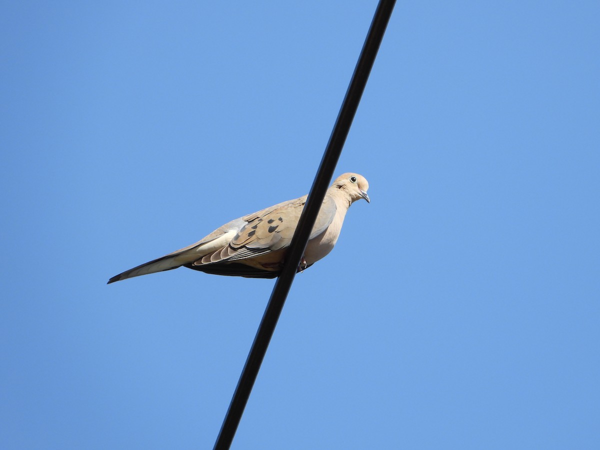 Mourning Dove - ML336694651