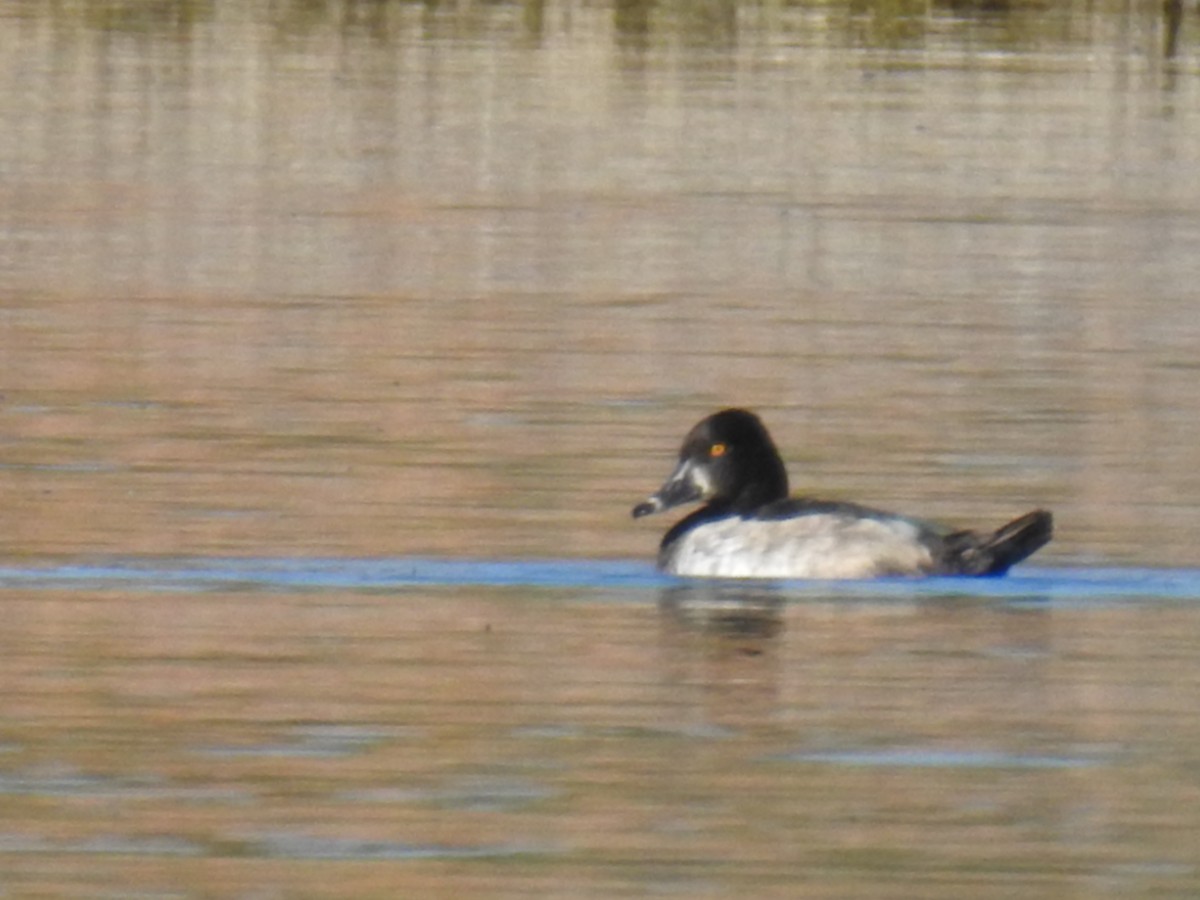 Ring-necked Duck - ML33669471