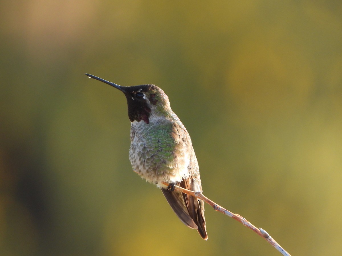 Anna's Hummingbird - Anonymous