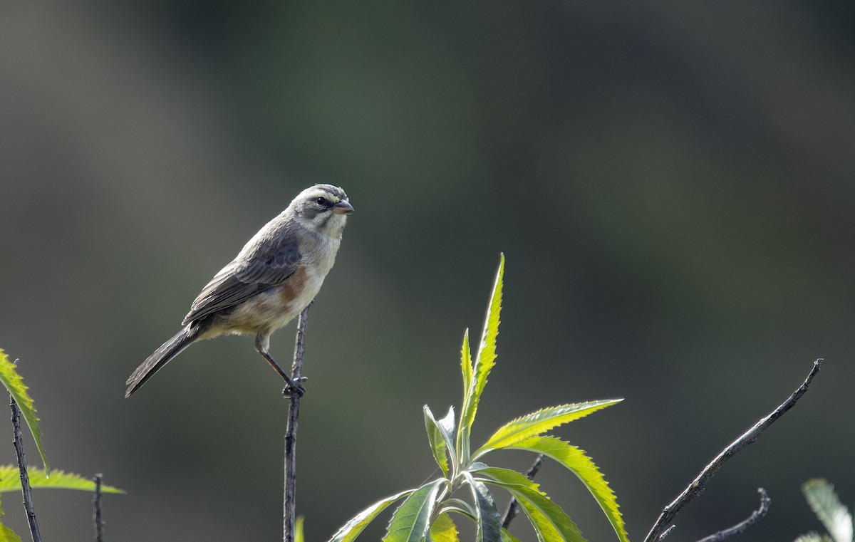 Rufous-sided Warbling Finch - ML336695001