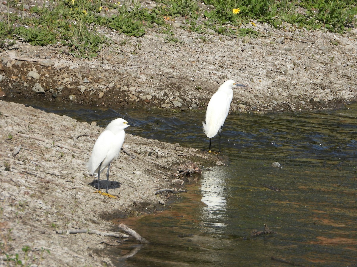 Snowy Egret - ML336695421