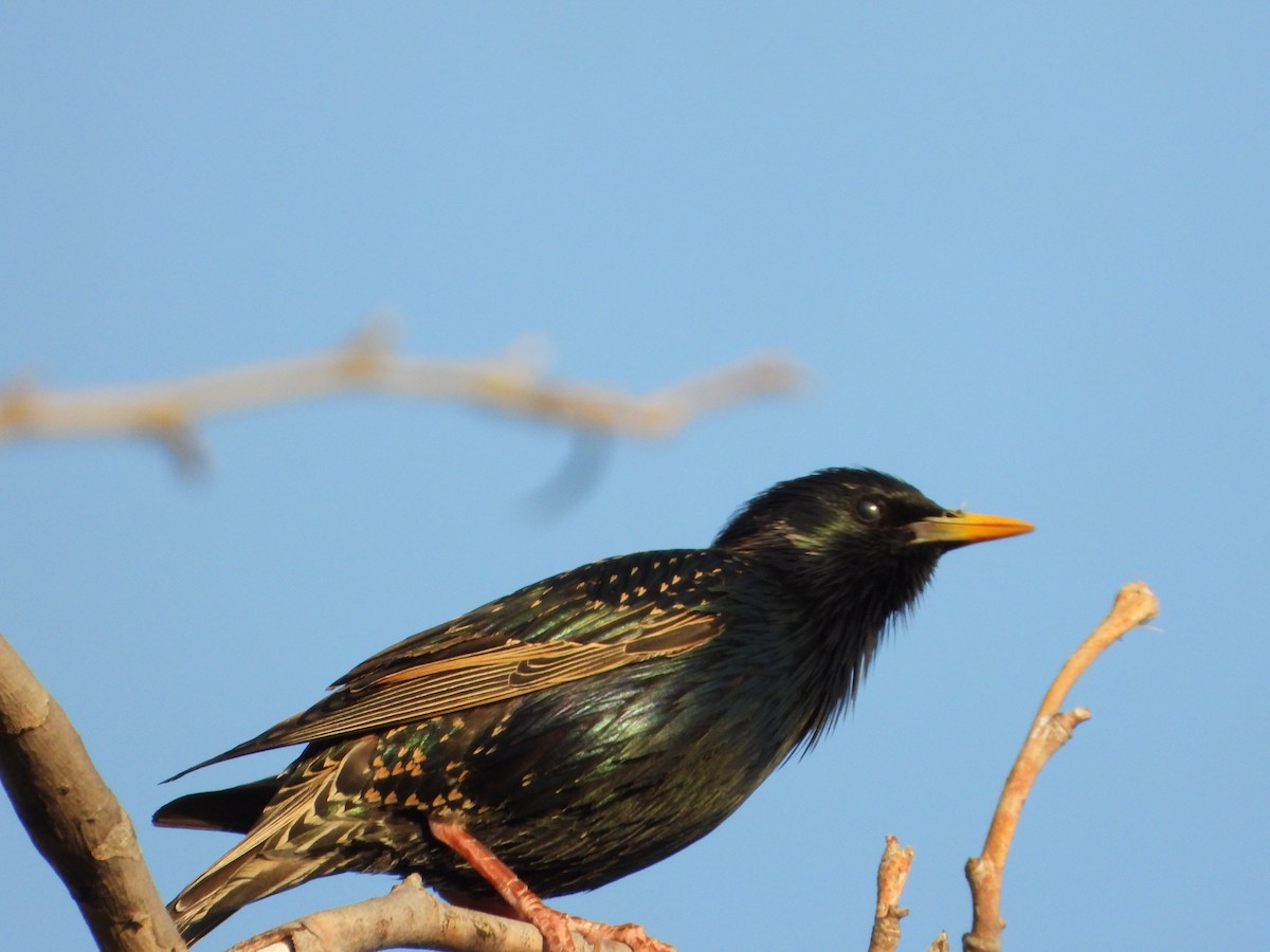 European Starling - ML336695961