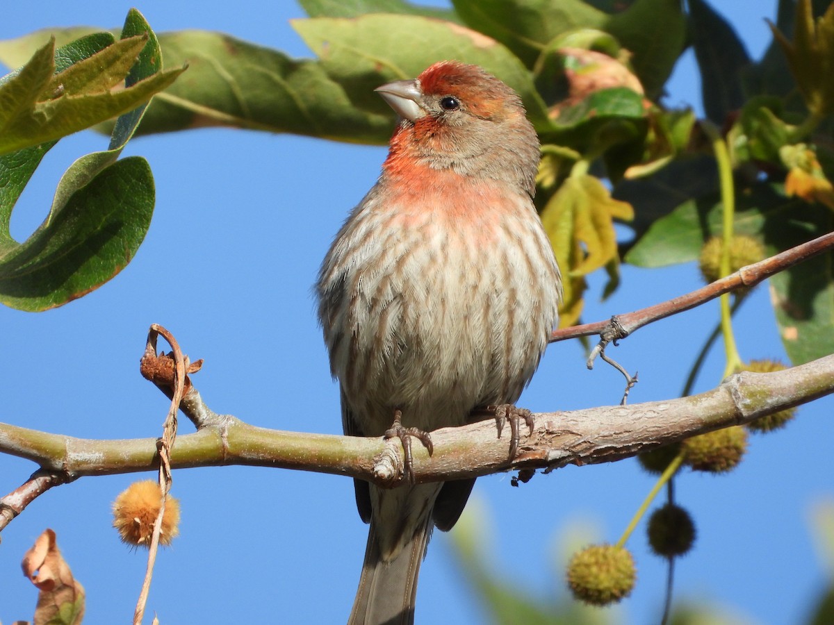 House Finch - ML336696431