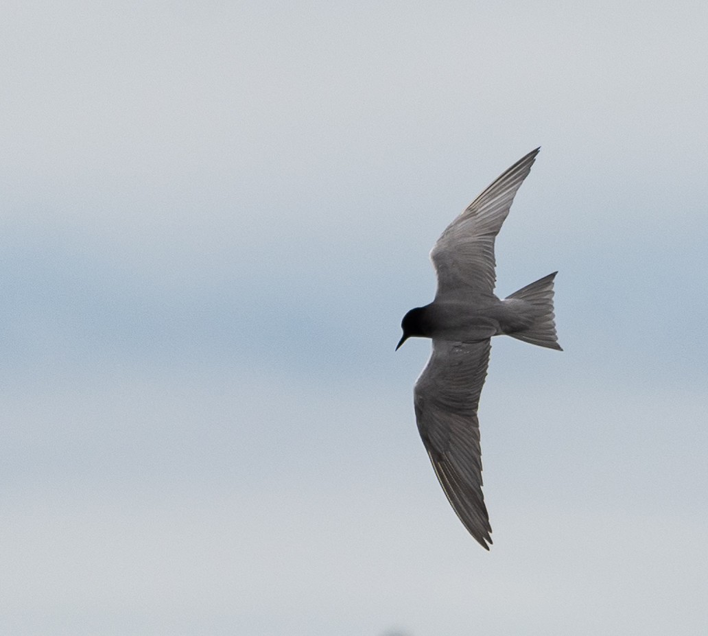 Black Tern - Mike Yough