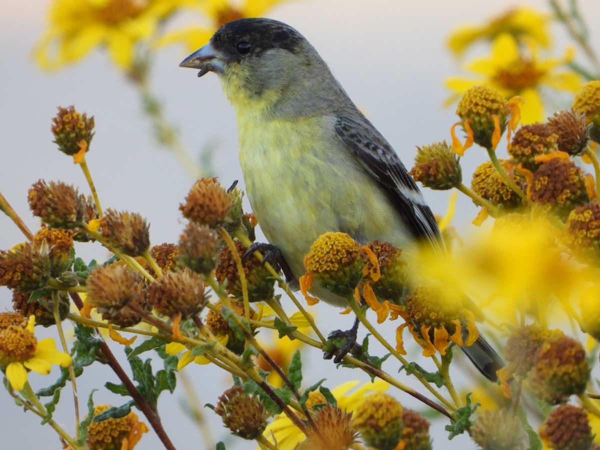 Lesser Goldfinch - ML336697291