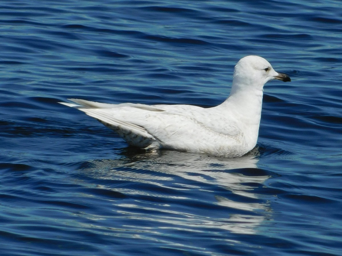 Iceland Gull - ML336697571