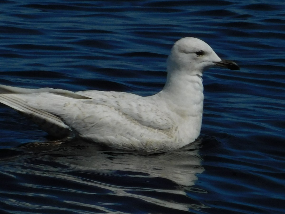 Iceland Gull - ML336697601