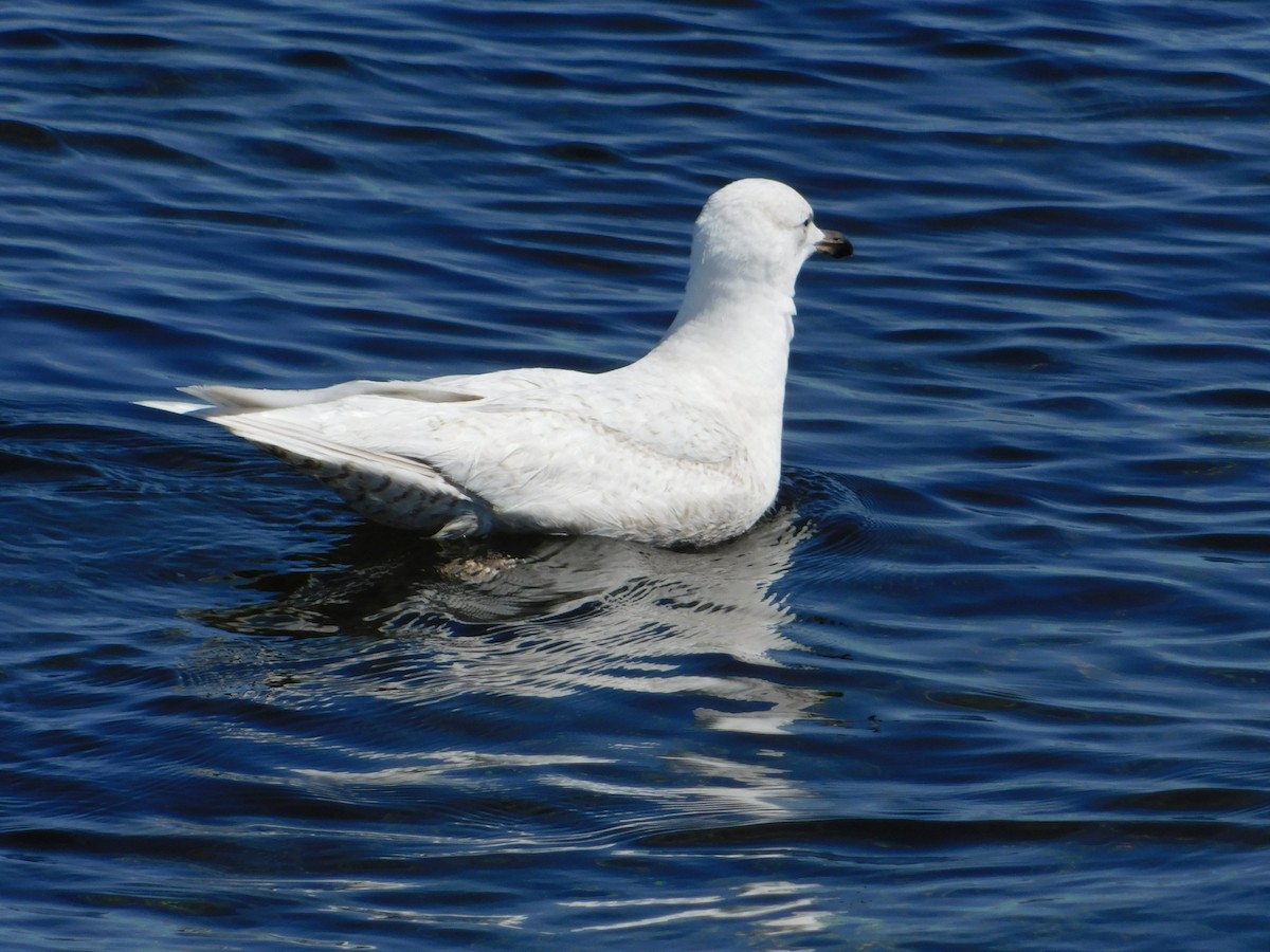 Iceland Gull - ML336697711