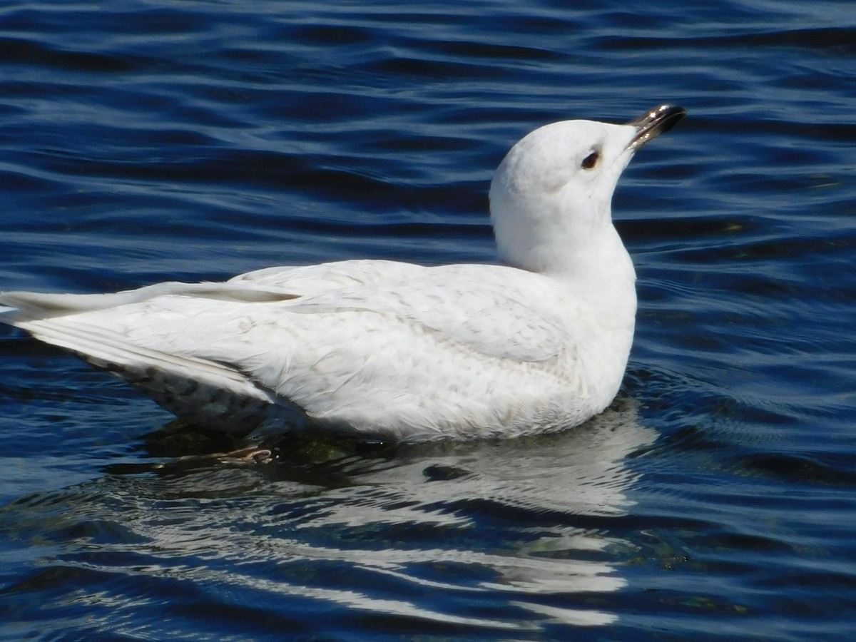 Iceland Gull - ML336697761