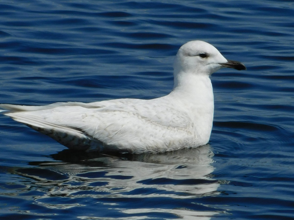 Iceland Gull - ML336697821