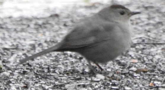 Gray Catbird - ML336698031