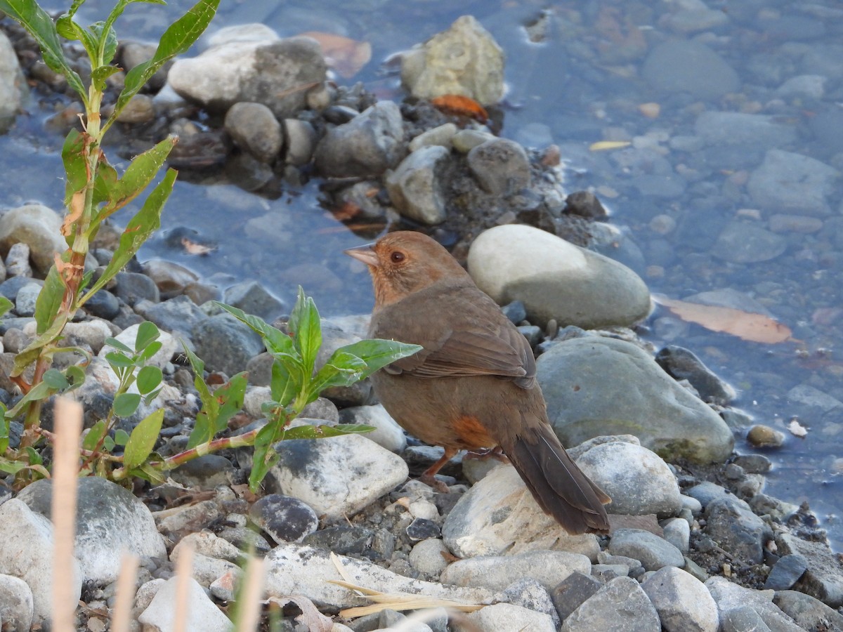 California Towhee - ML336698071