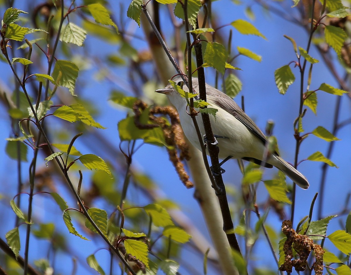 Warbling Vireo - ML336698101