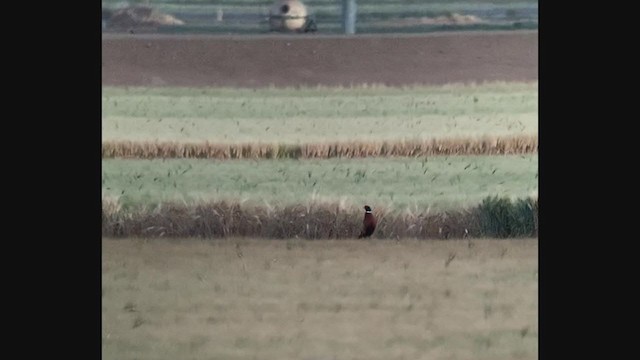 Ring-necked Pheasant - ML336699021