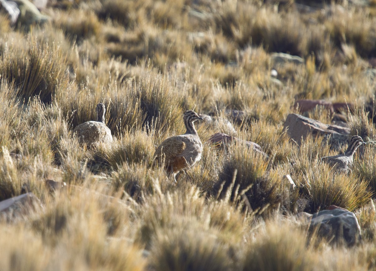 tinama náhorní - ML336699041