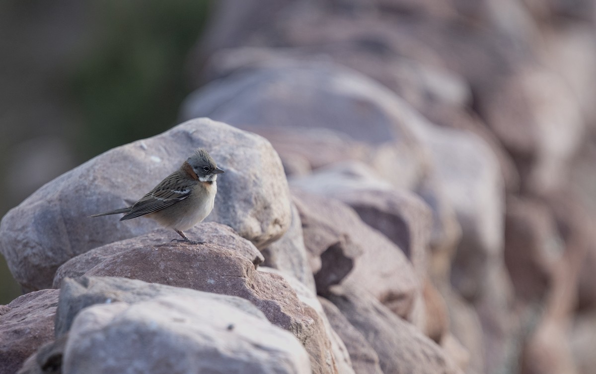 Rufous-collared Sparrow - ML336699541