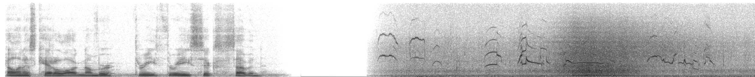 Gabbiano di Bonaparte - ML3367