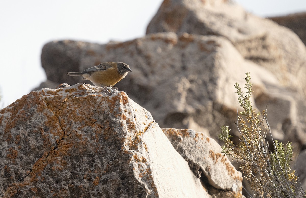 Black-hooded Sierra Finch - ML336700351