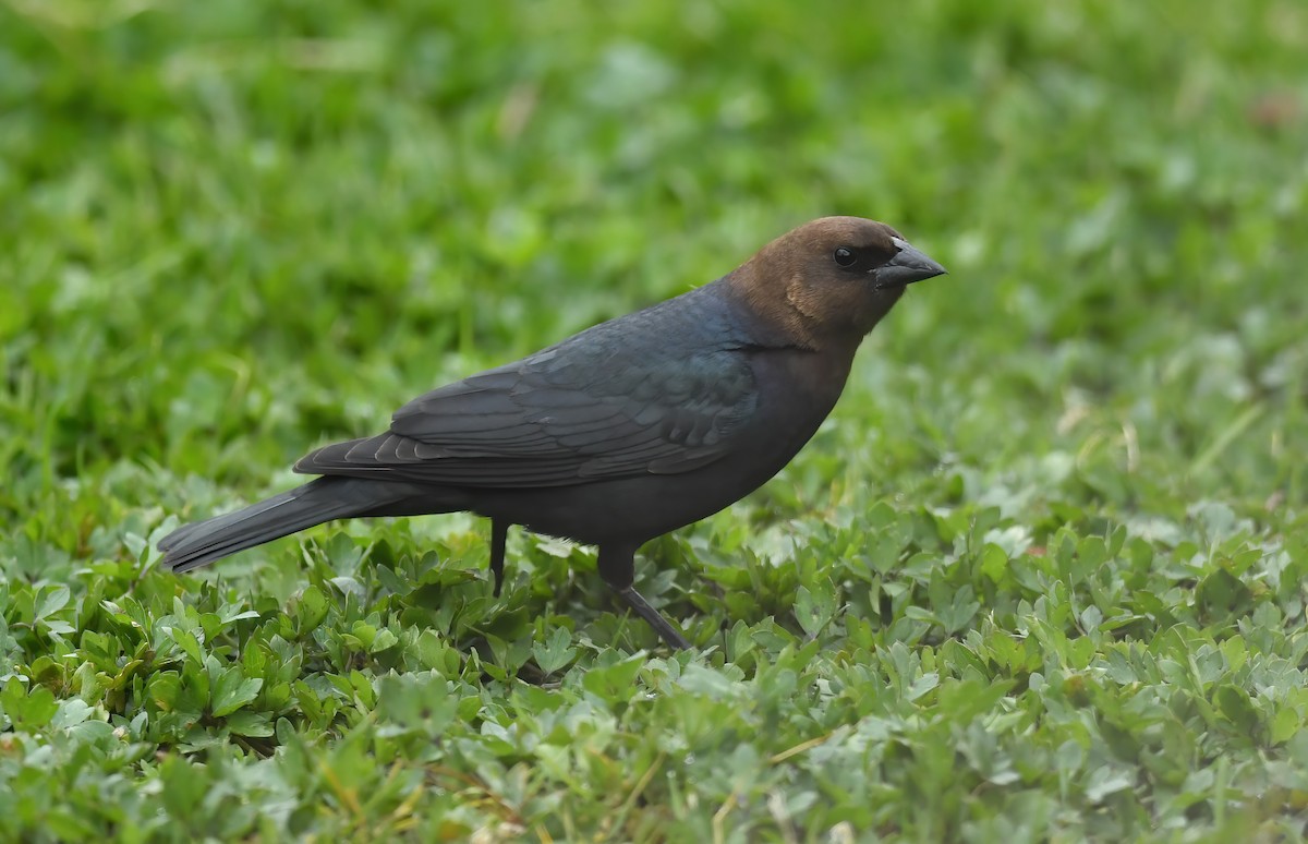 Brown-headed Cowbird - ML336702351