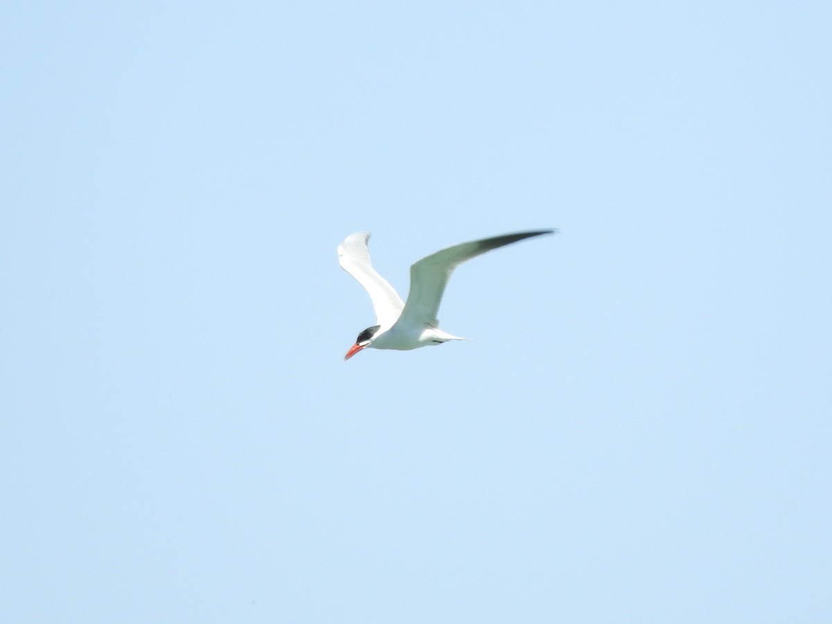 Caspian Tern - ML336707101