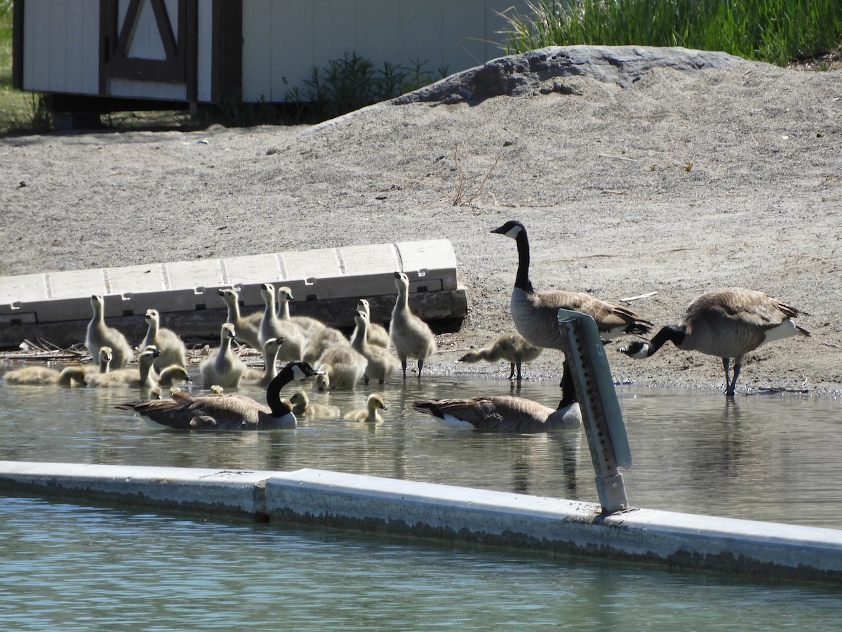 Canada Goose - ML336707411