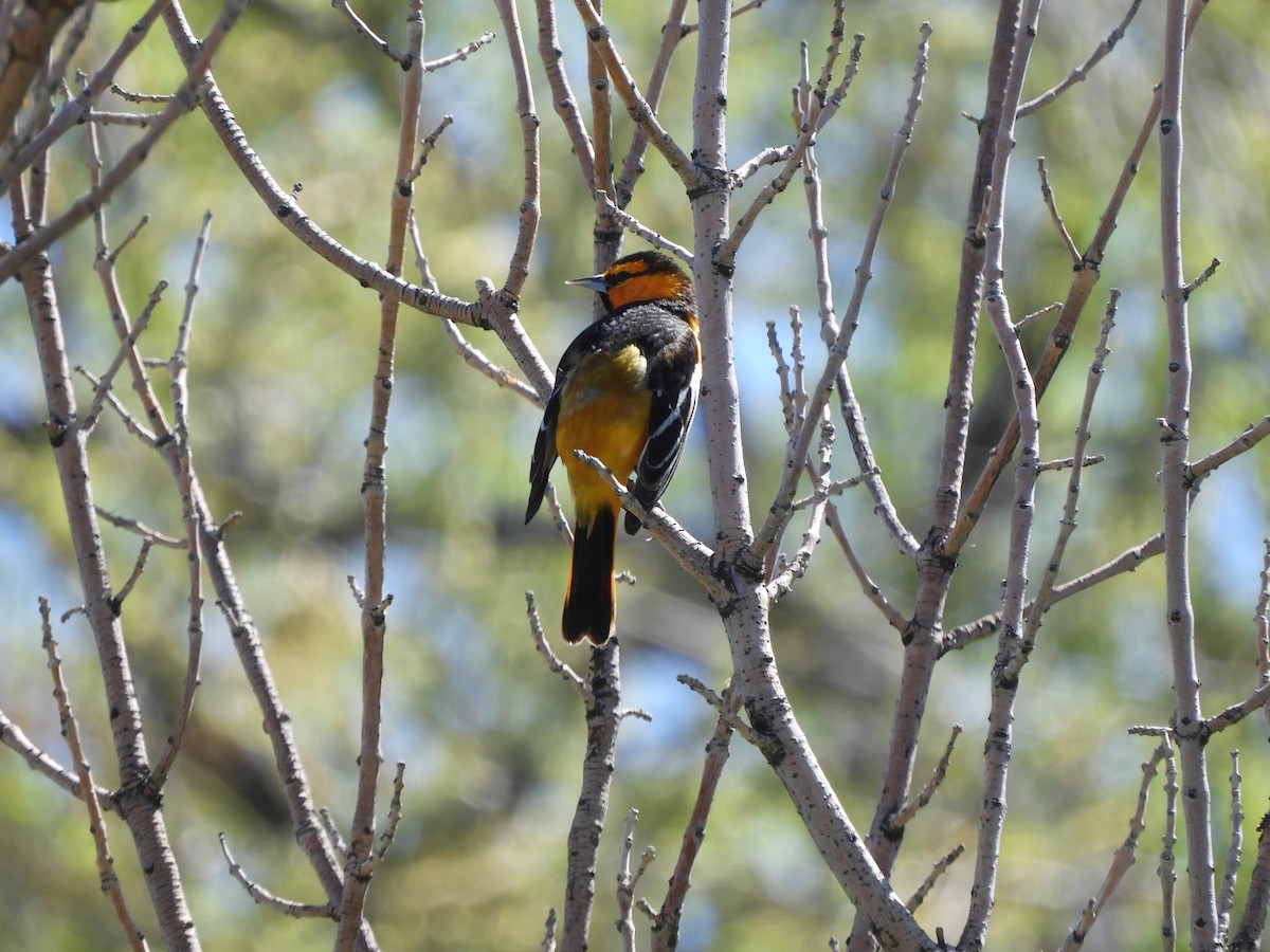 Bullock's Oriole - ML336707511