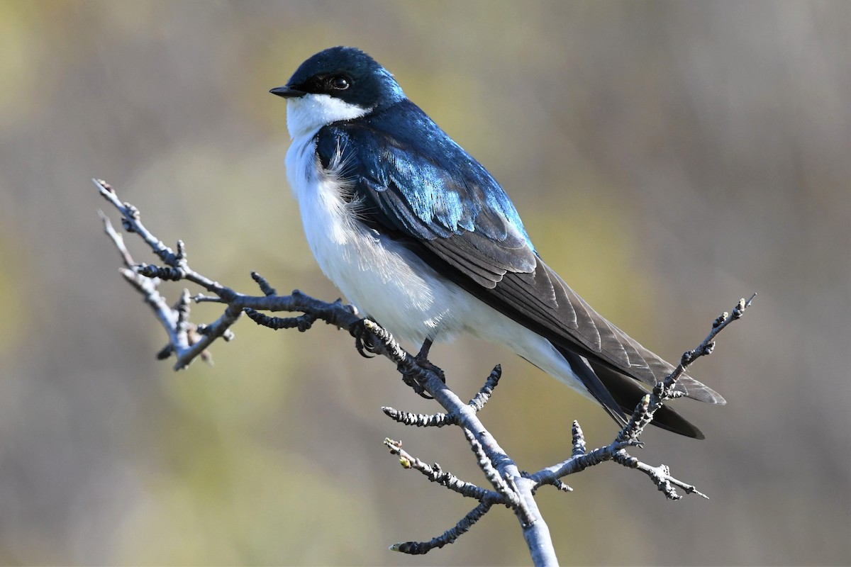 Tree Swallow - ML336709191