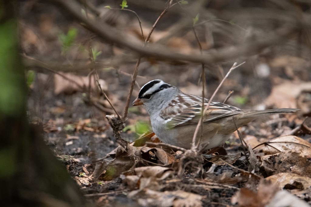 White-crowned Sparrow - ML336711811
