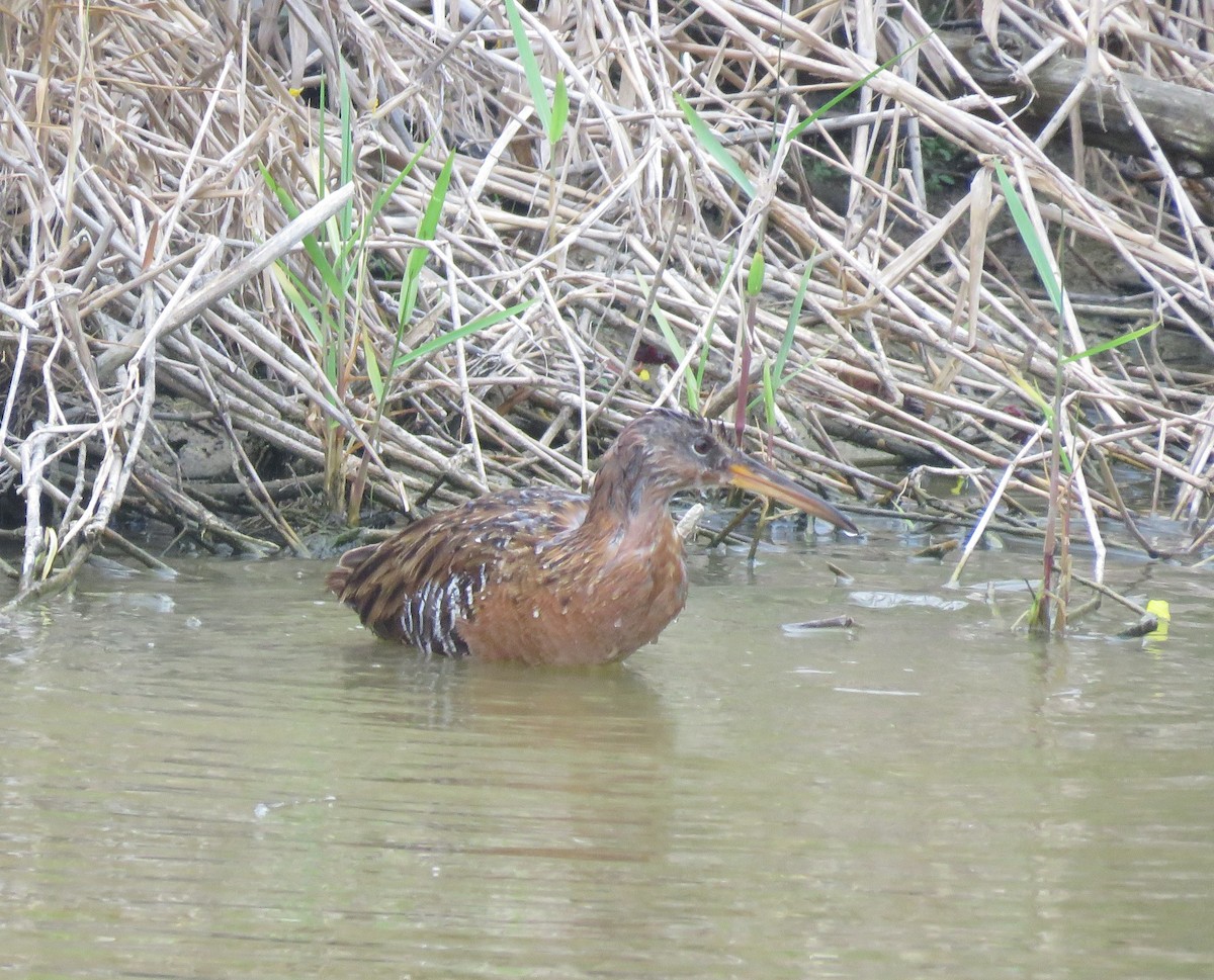 King Rail - Sarah Gustafson