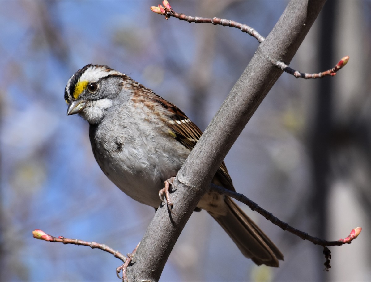 White-throated Sparrow - Ken Milender