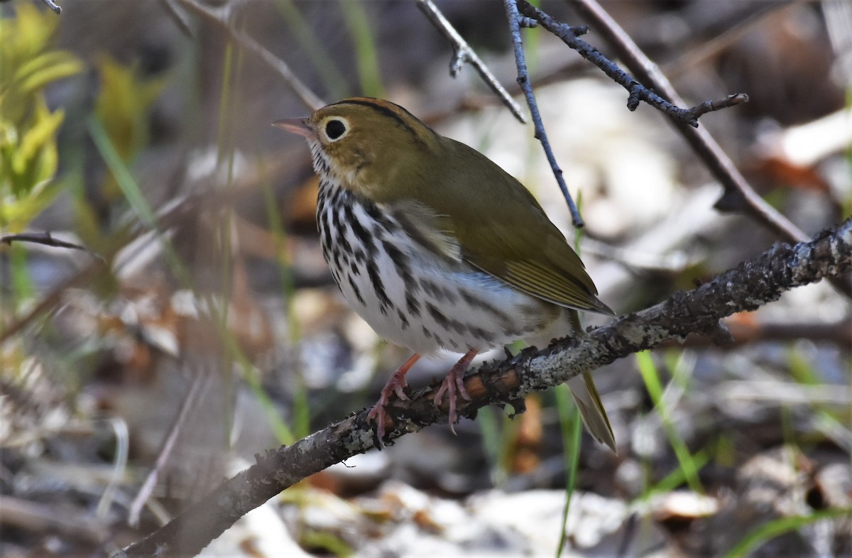 カマドムシクイ - ML336715981