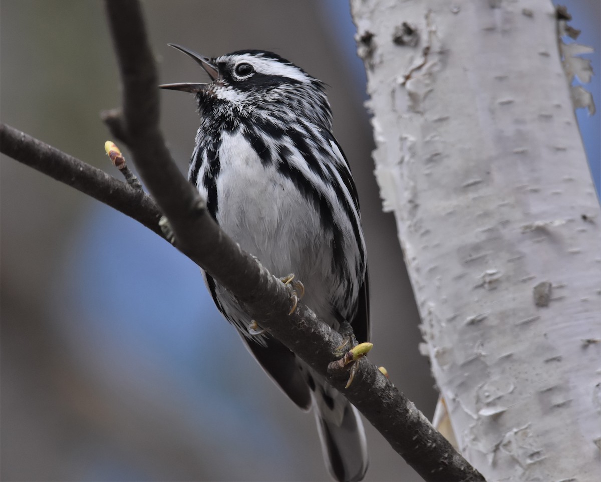 Black-and-white Warbler - Ken Milender