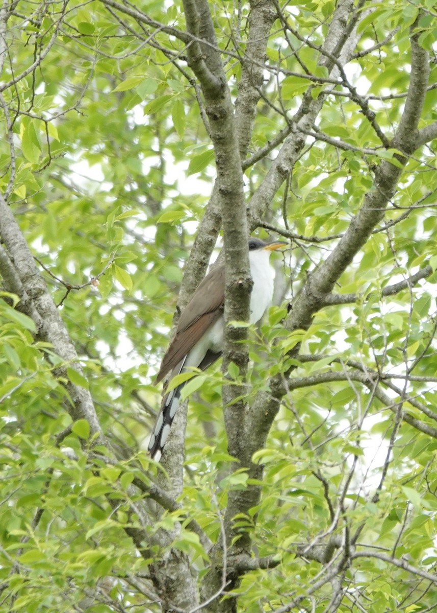 Yellow-billed Cuckoo - ML336717571